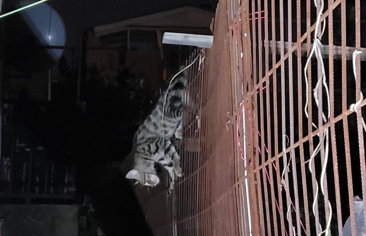 Kocaeli’de karnına tel saplanan yavru kedi kurtarıldı