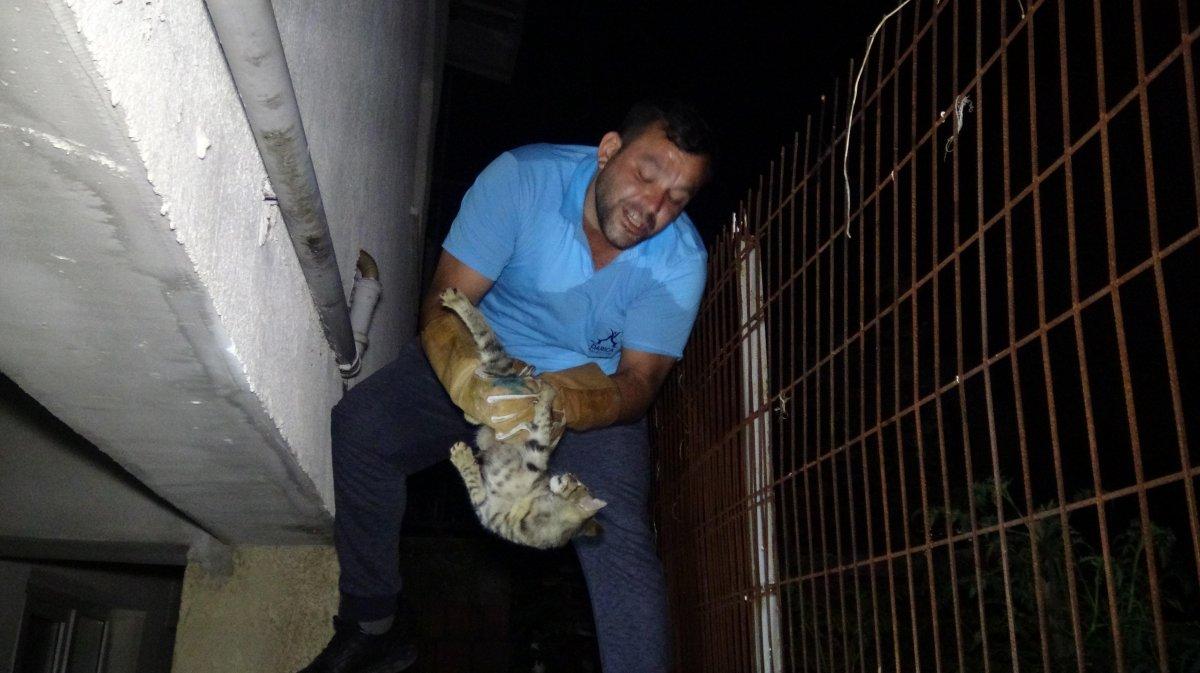 Kocaeli’de karnına tel saplanan yavru kedi kurtarıldı