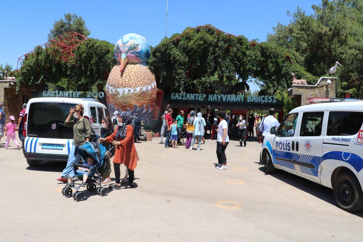 Gaziantep'te kafesini parçalayan aslan bakıcıyı yaraladı