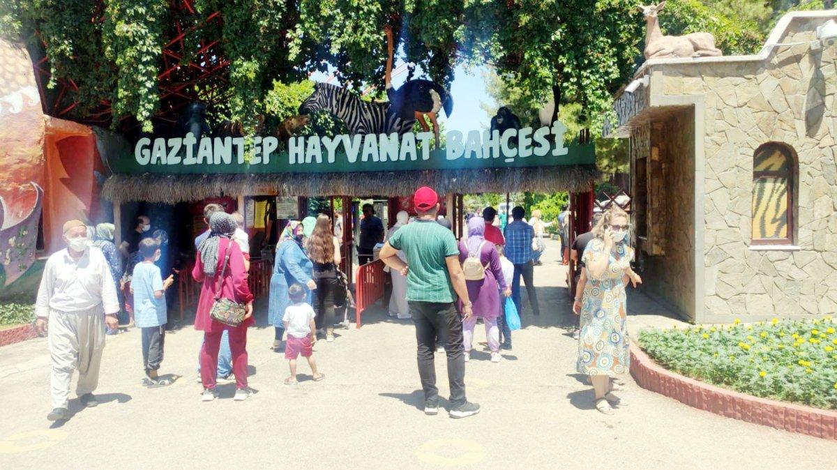 Gaziantep'te kafesini parçalayan aslan bakıcıyı yaraladı