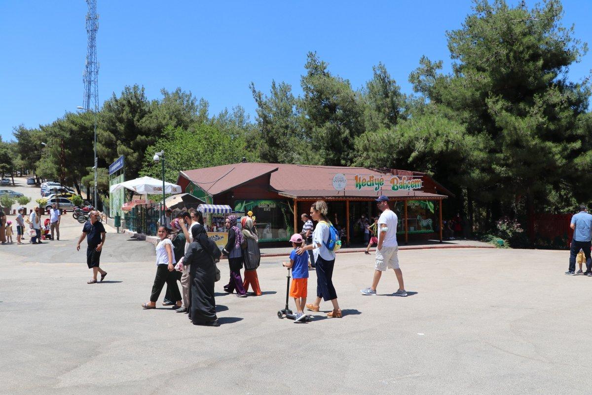 Gaziantep'te kafesini parçalayan aslan bakıcıyı yaraladı