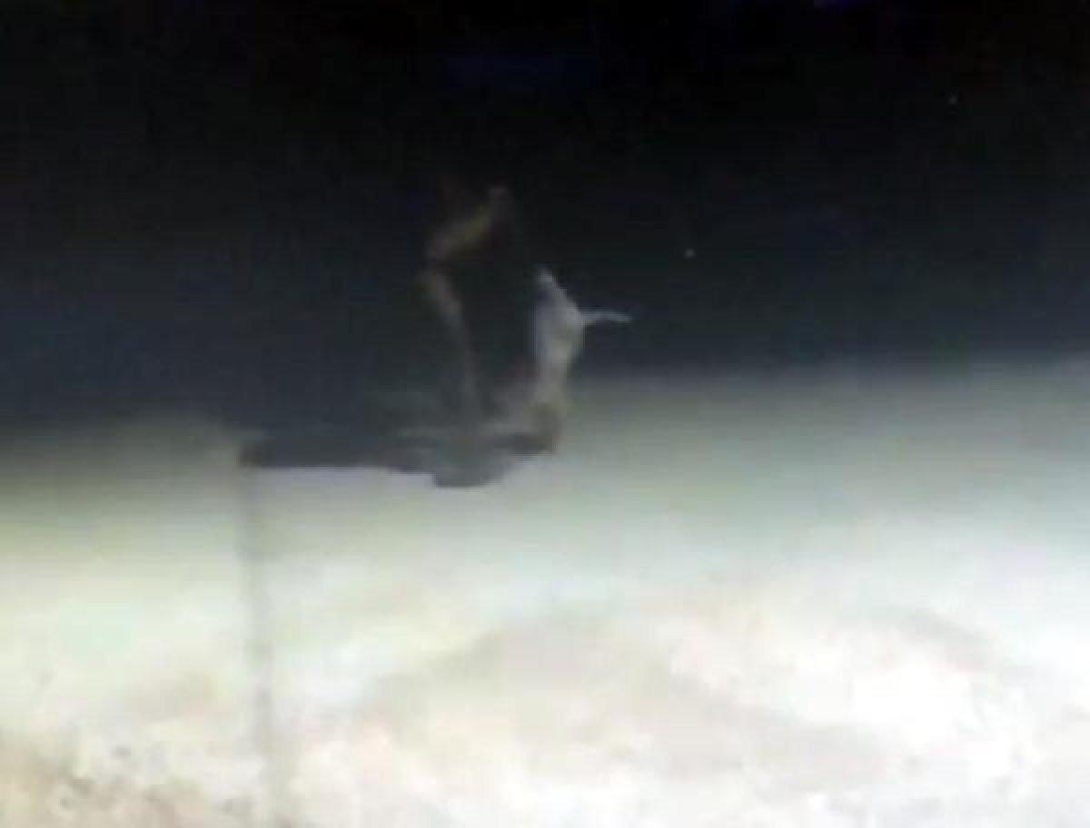 Edirne'de köpeğe işkence anları kameraya yansıdı