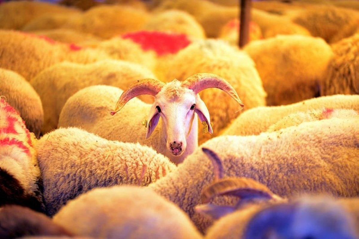 Sağlık Bakanlığı'ndan 'kurban genelgesi'