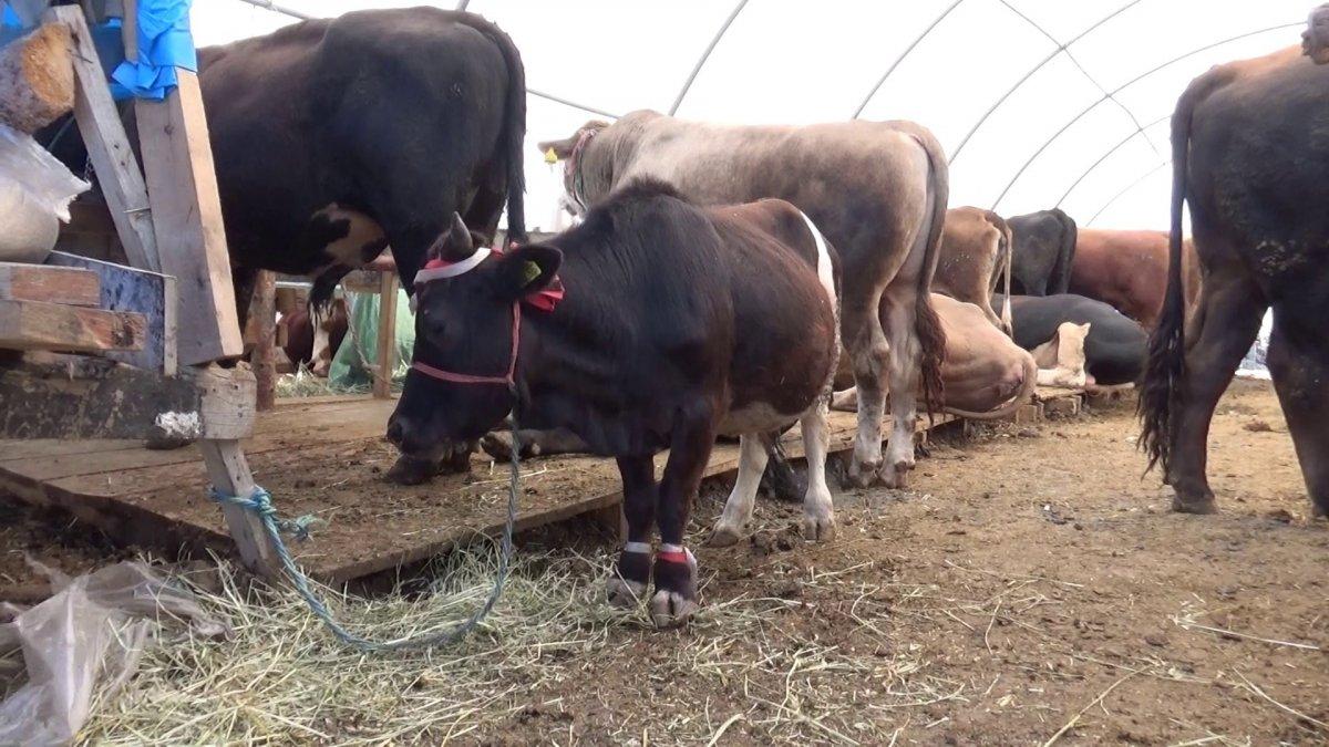 Türkiye'nin en küçük kurbanlığı İstanbul'da