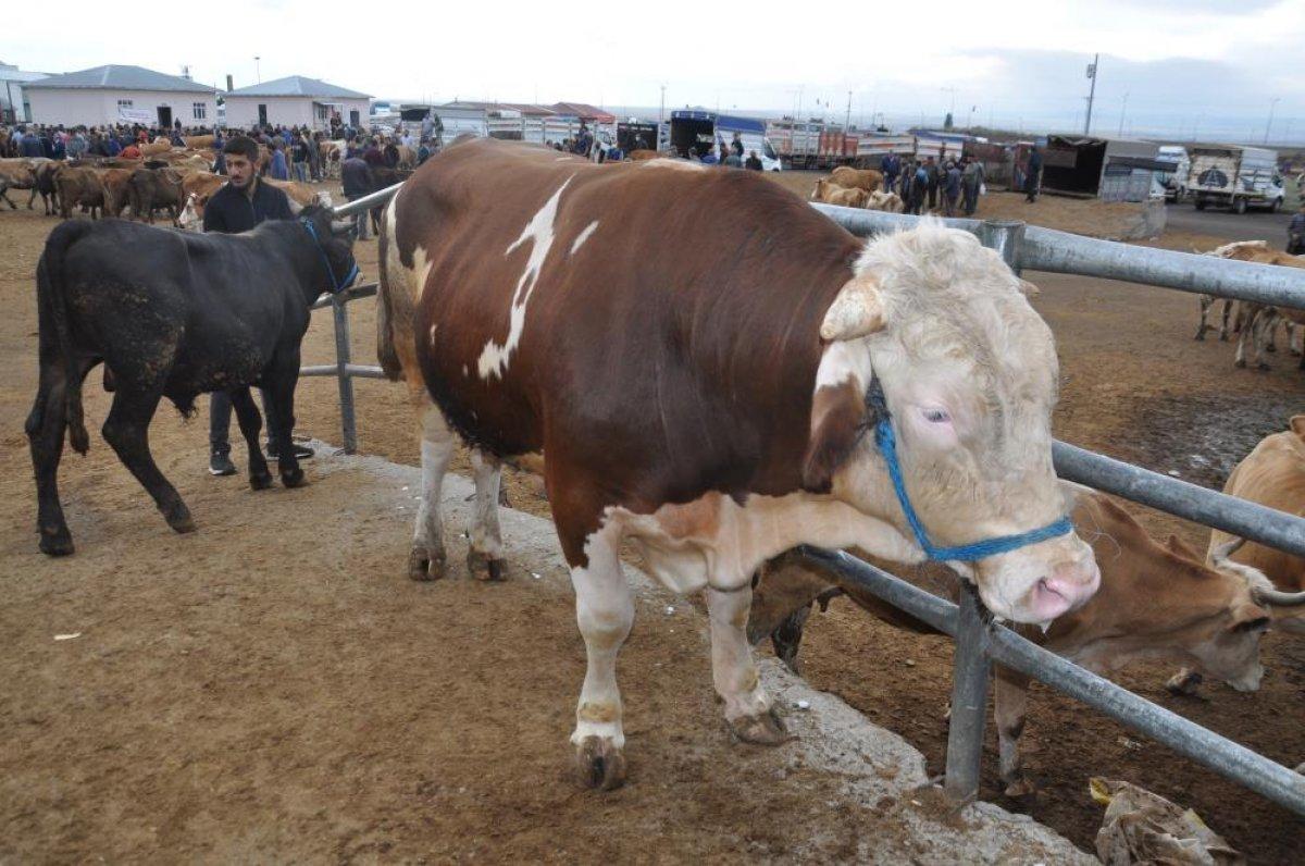 Kars'ta kurbanlıklar satıcıların elinde kaldı