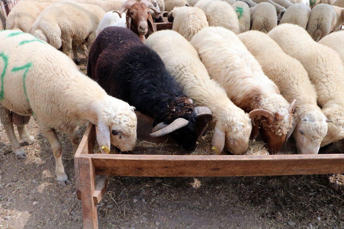 Adana’da kurban pazarındaki 4 boynuzlu koç dikkat çekti