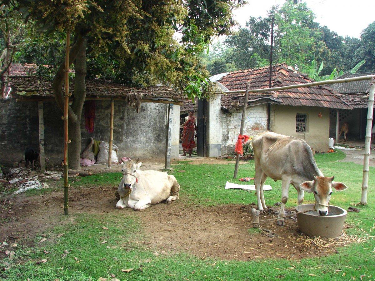 Hindistan’da kurban kesmek yasaklandı