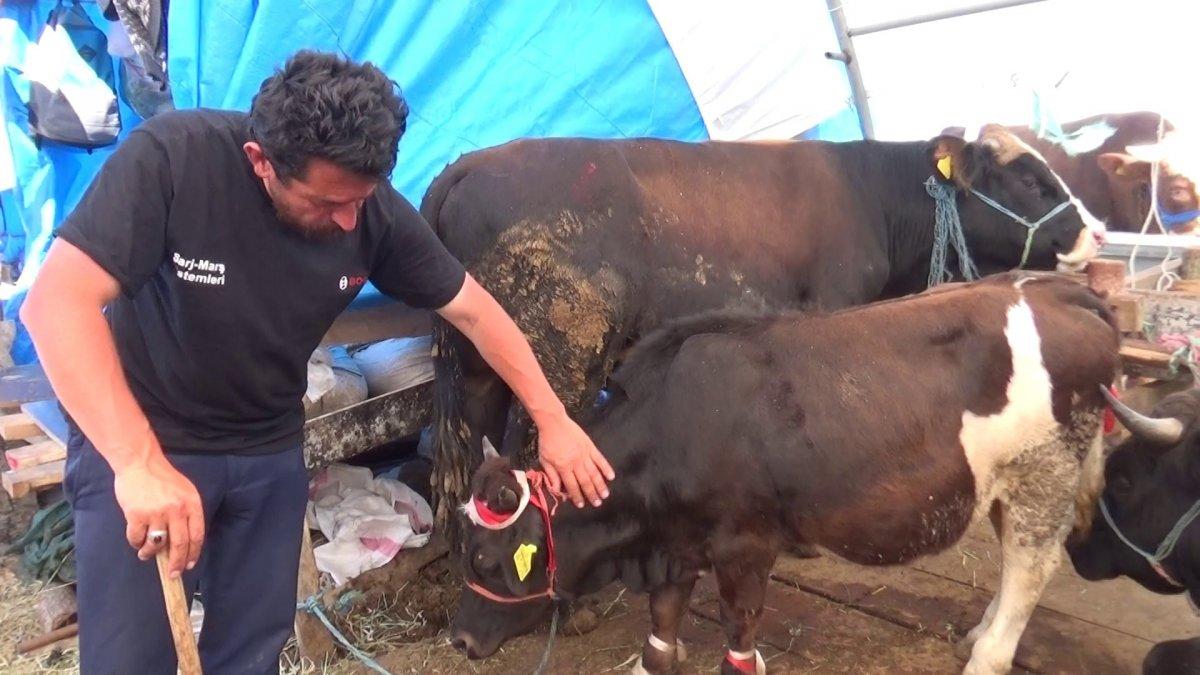 Türkiye'nin en küçük kurbanlığı İstanbul'da