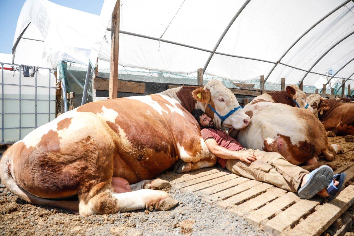 Erzurum'dan getirdiği boğasıyla uyuyor
