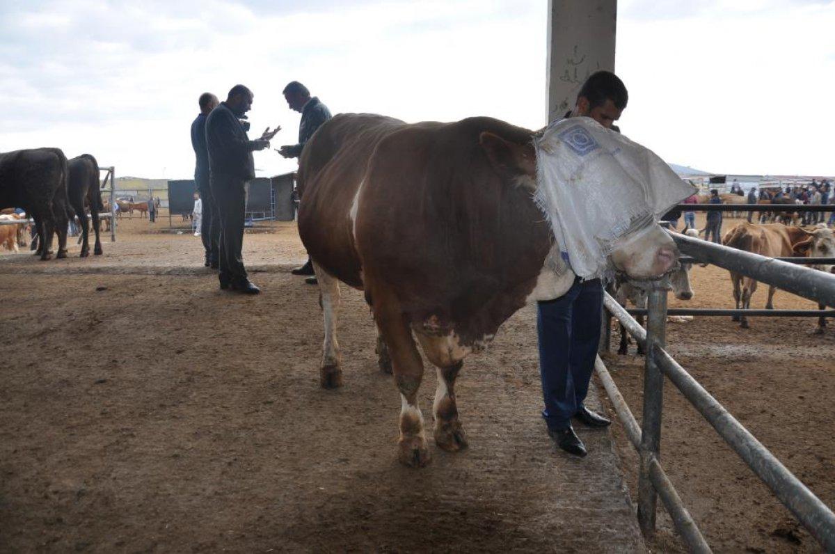 Kars'ta kurbanlıklar satıcıların elinde kaldı
