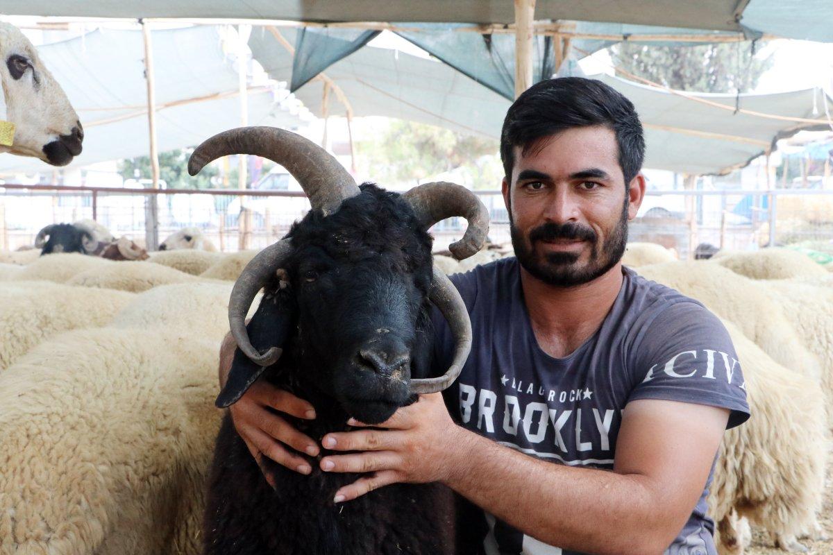 Adana’da kurban pazarındaki 4 boynuzlu koç dikkat çekti