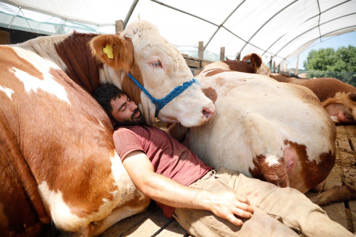 Erzurum'dan getirdiği boğasıyla uyuyor