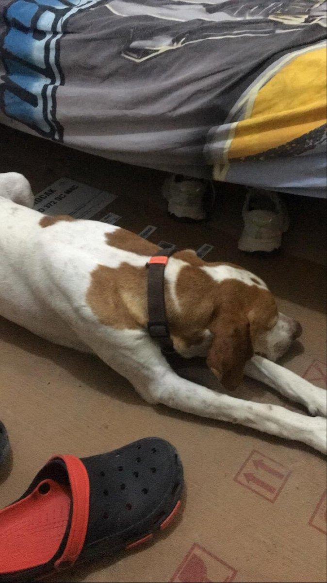 Edirne'de köpeğe işkence anları kameraya yansıdı