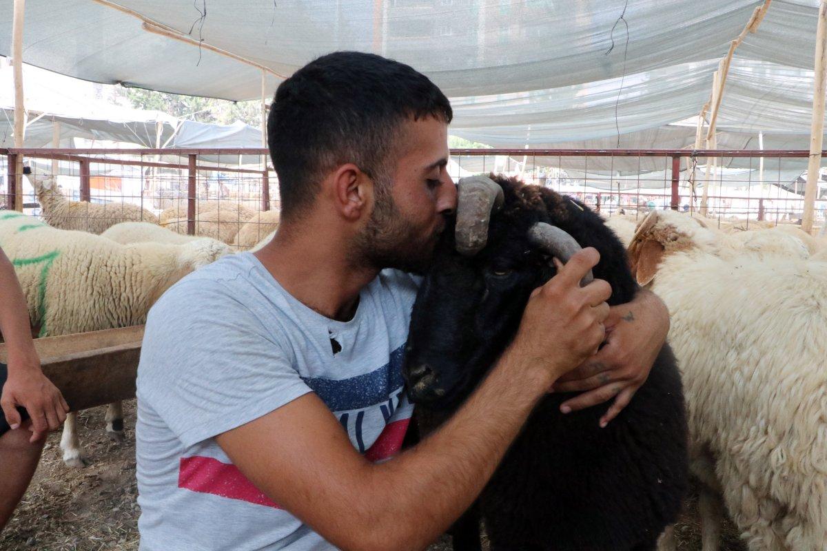 Adana’da kurban pazarındaki 4 boynuzlu koç dikkat çekti