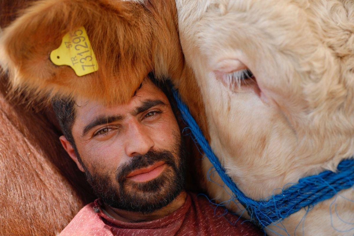 Erzurum'dan getirdiği boğasıyla uyuyor