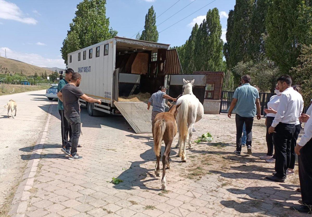 Ankara’da sahipsiz atları uygunsuz şartlarda alıkoyan şahsa ceza