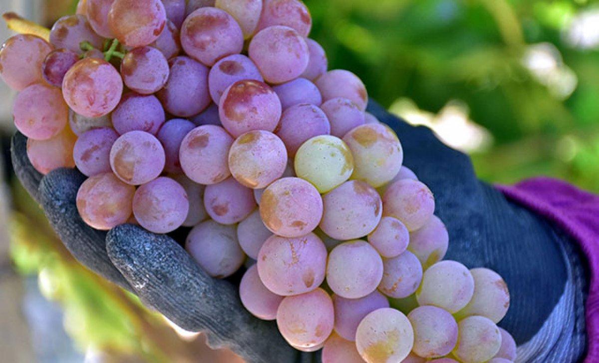 Cildi genç tutan 13 yaşlanma karşıtı besin