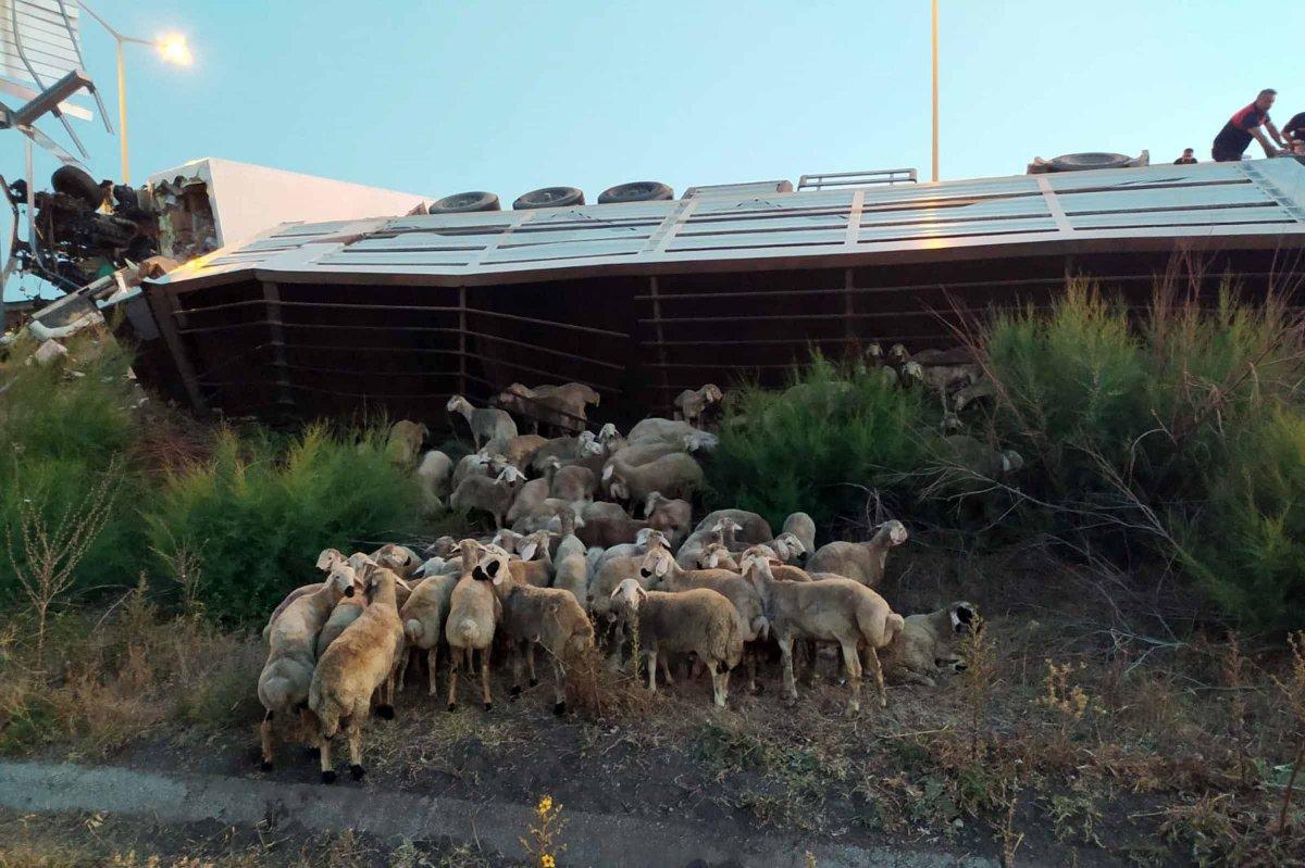 Osmaniye'de kargo kamyonu ile kurbanlık taşıyan tır çarpıştı