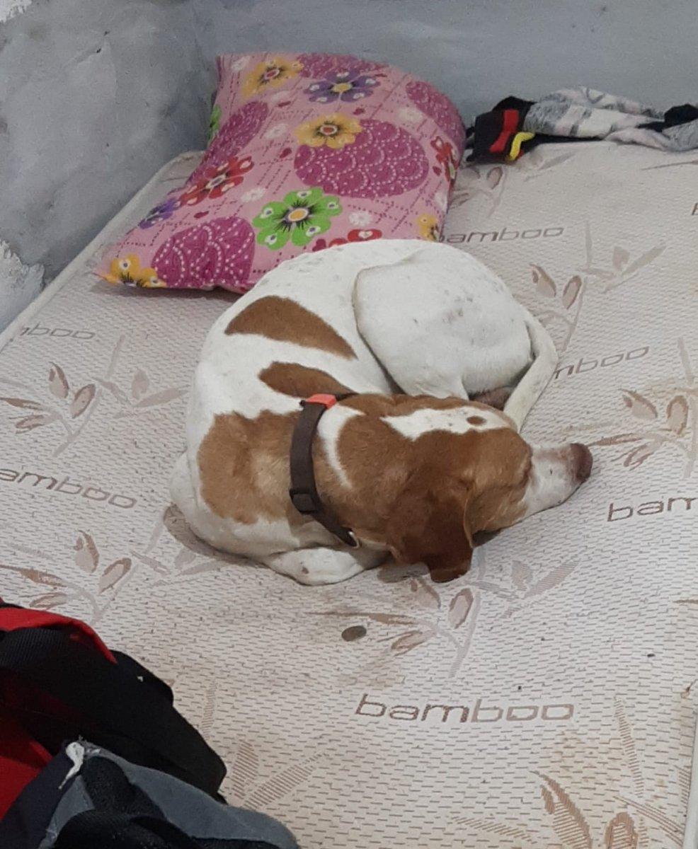Edirne'de köpeğe işkence anları kameraya yansıdı