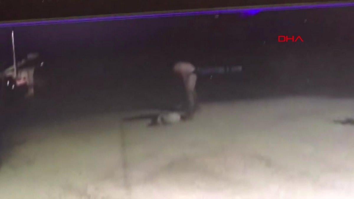 Edirne'de köpeğe işkence anları kameraya yansıdı