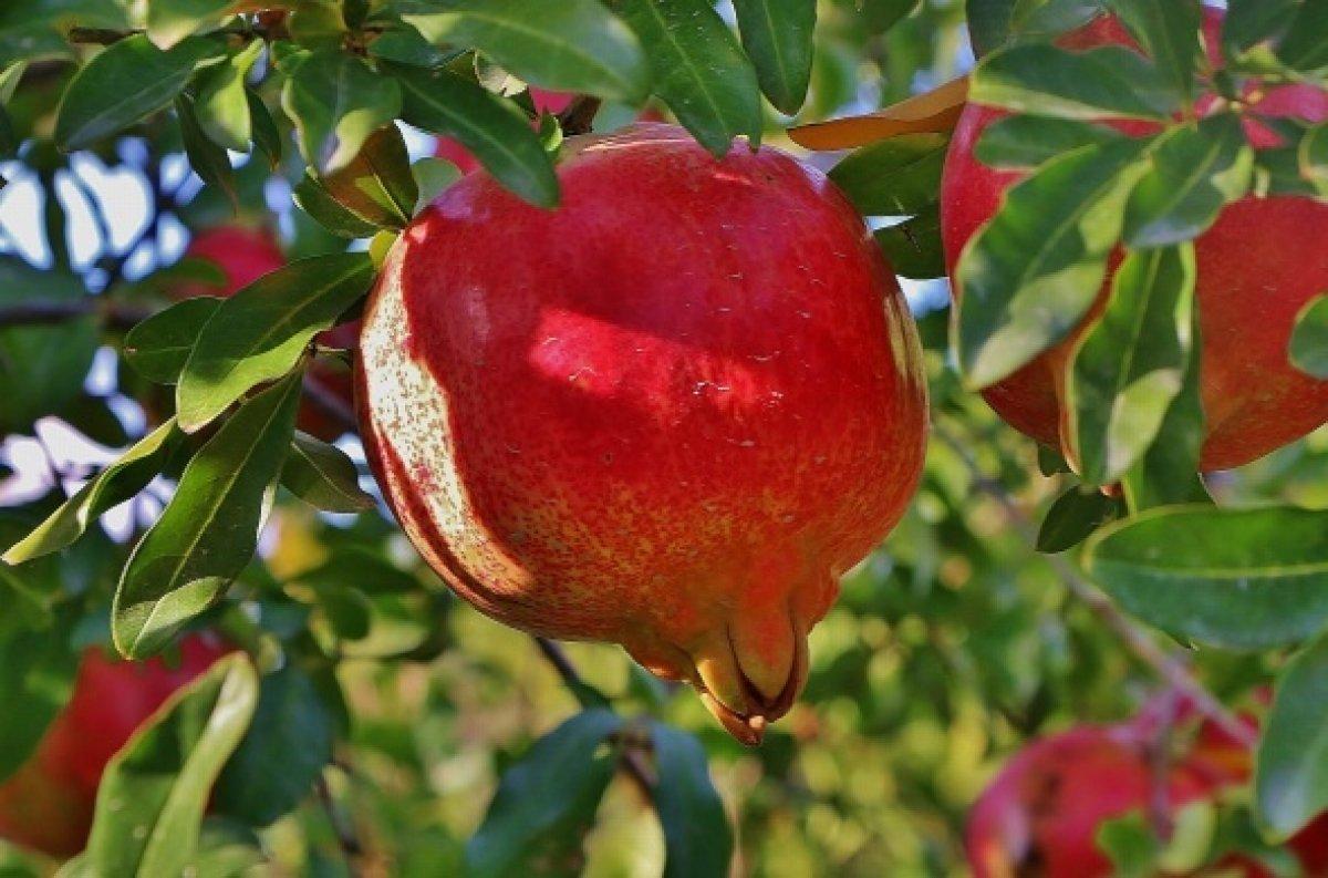 Cildi genç tutan 13 yaşlanma karşıtı besin
