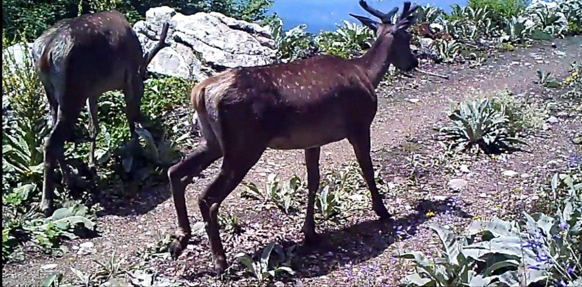 Bursa’da kızıl geyikler fotokapana yakalandı