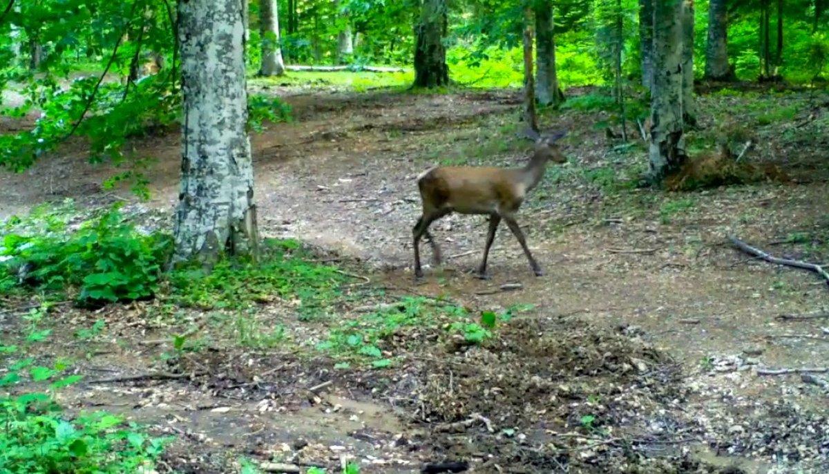 Bursa’da kızıl geyikler fotokapana yakalandı