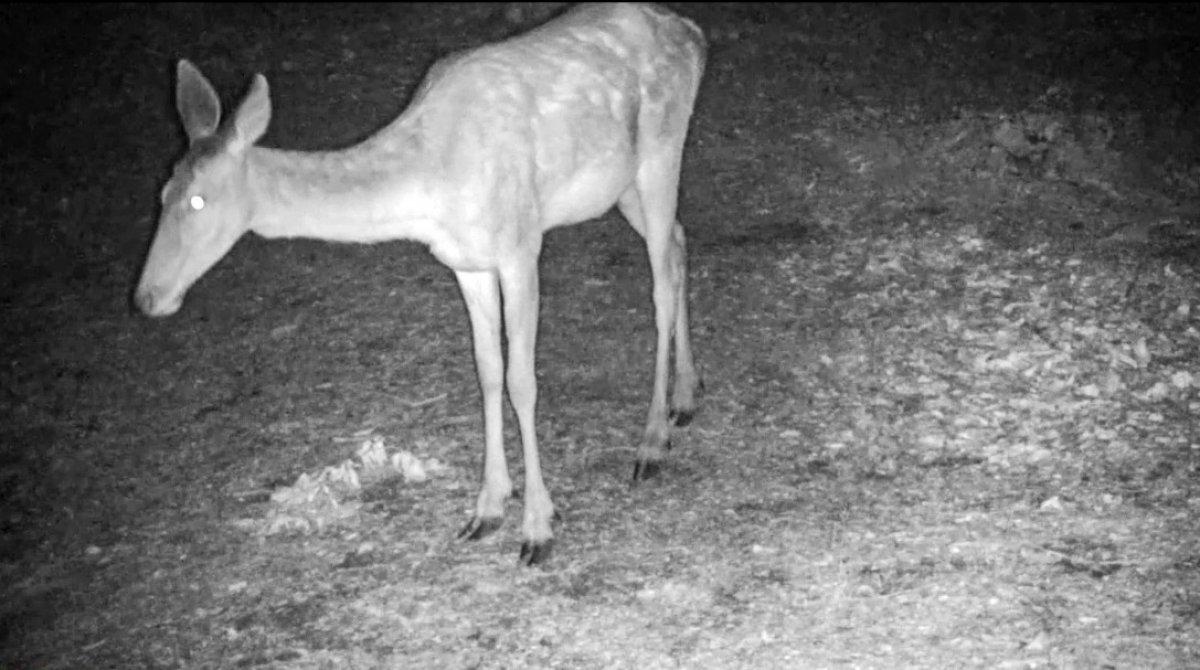 Bursa’da kızıl geyikler fotokapana yakalandı