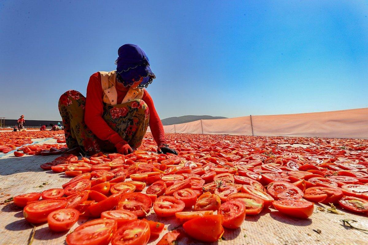 Ege ovasında kurutulmuş domates zamanı