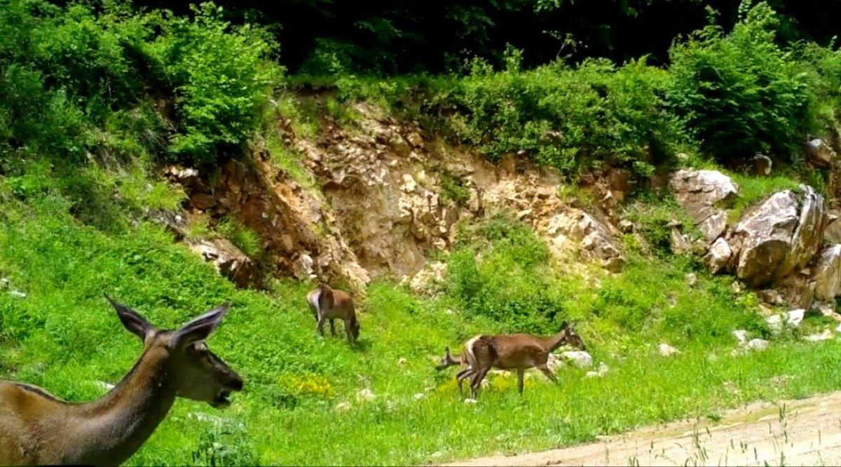Bursa’da kızıl geyikler fotokapana yakalandı