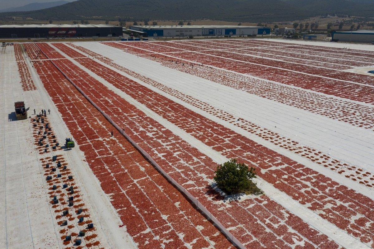 Ege ovasında kurutulmuş domates zamanı