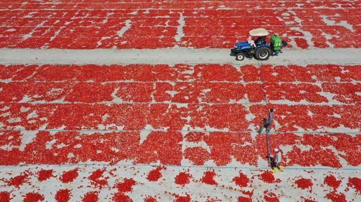 Ege ovasında kurutulmuş domates zamanı