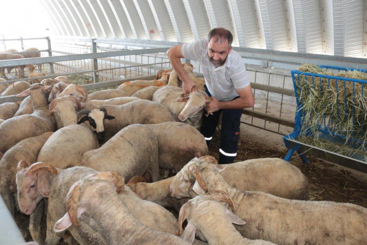 Balıkesir'de sıcak hava kurban pazarlarını etkiledi