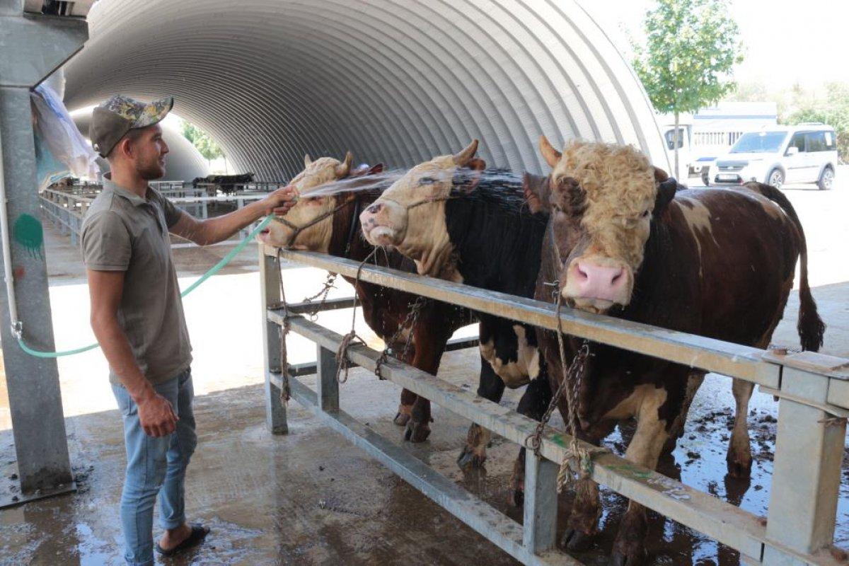 Balıkesir'de sıcak hava kurban pazarlarını etkiledi