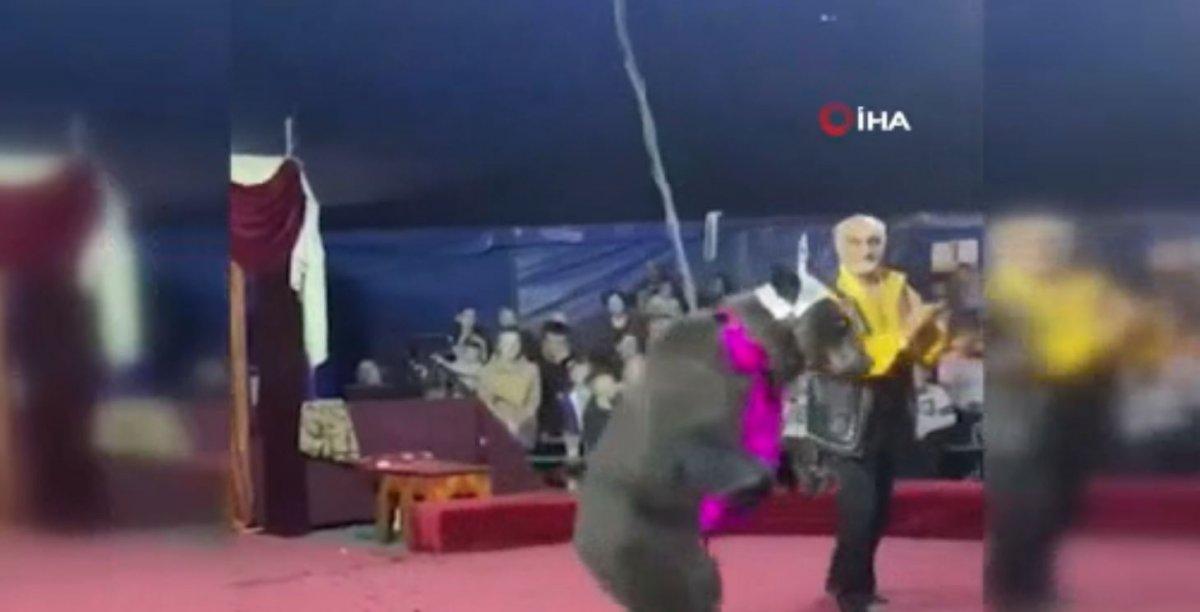 Rusya’da sirkteki ayı, terbiyecisine saldırdı