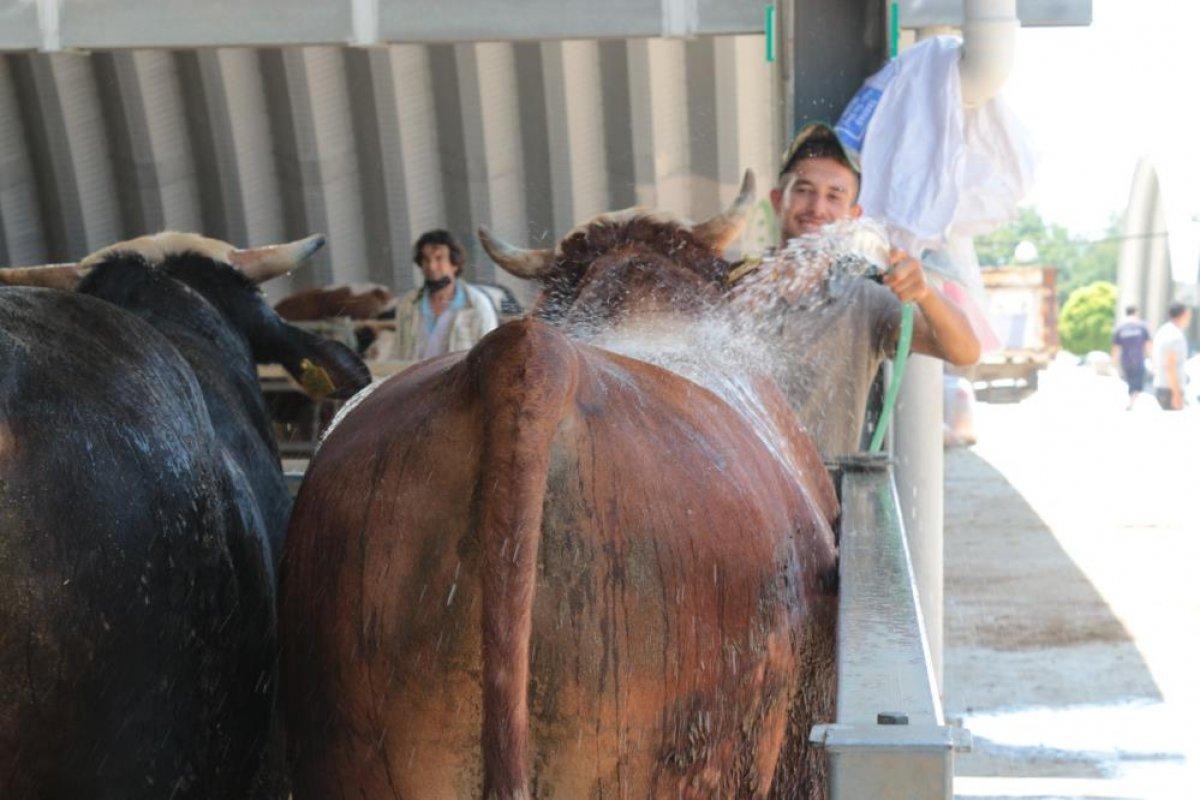 Balıkesir'de sıcak hava kurban pazarlarını etkiledi