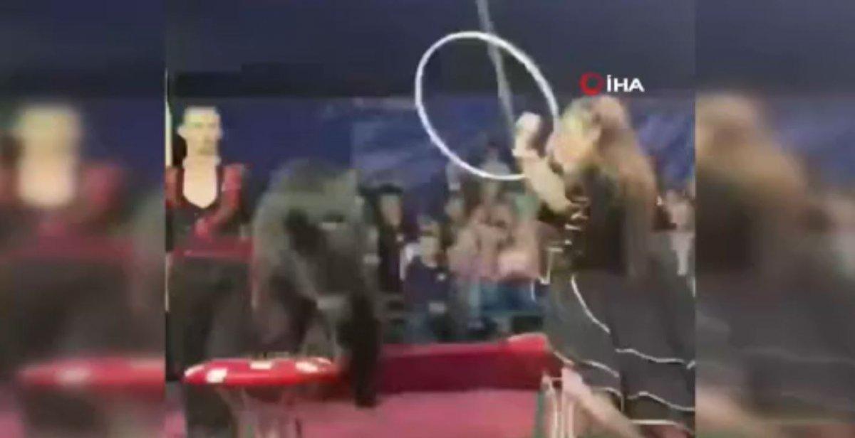 Rusya’da sirkteki ayı, terbiyecisine saldırdı