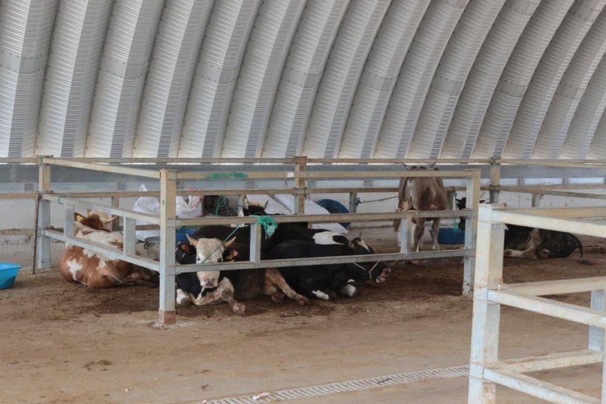 Balıkesir'de sıcak hava kurban pazarlarını etkiledi