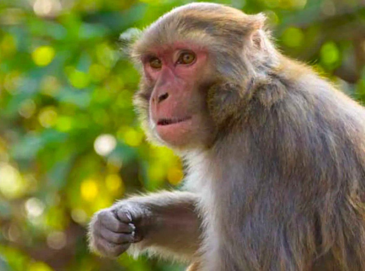 Çin'de Monkey B virüsü kaynaklı ilk ölüm