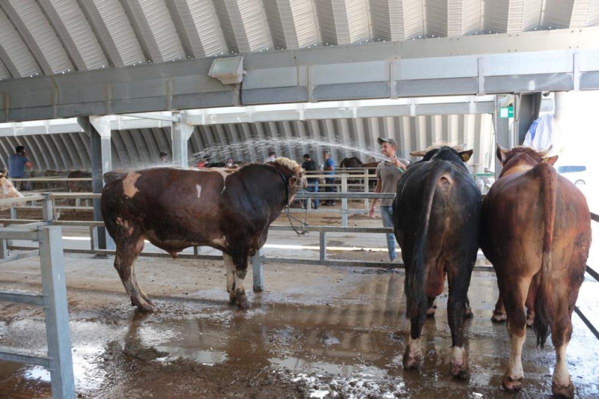 Balıkesir'de sıcak hava kurban pazarlarını etkiledi