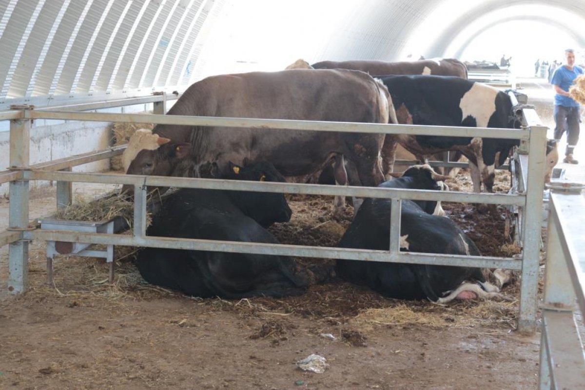 Balıkesir'de sıcak hava kurban pazarlarını etkiledi