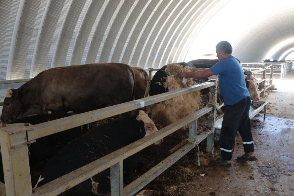 Balıkesir'de sıcak hava kurban pazarlarını etkiledi