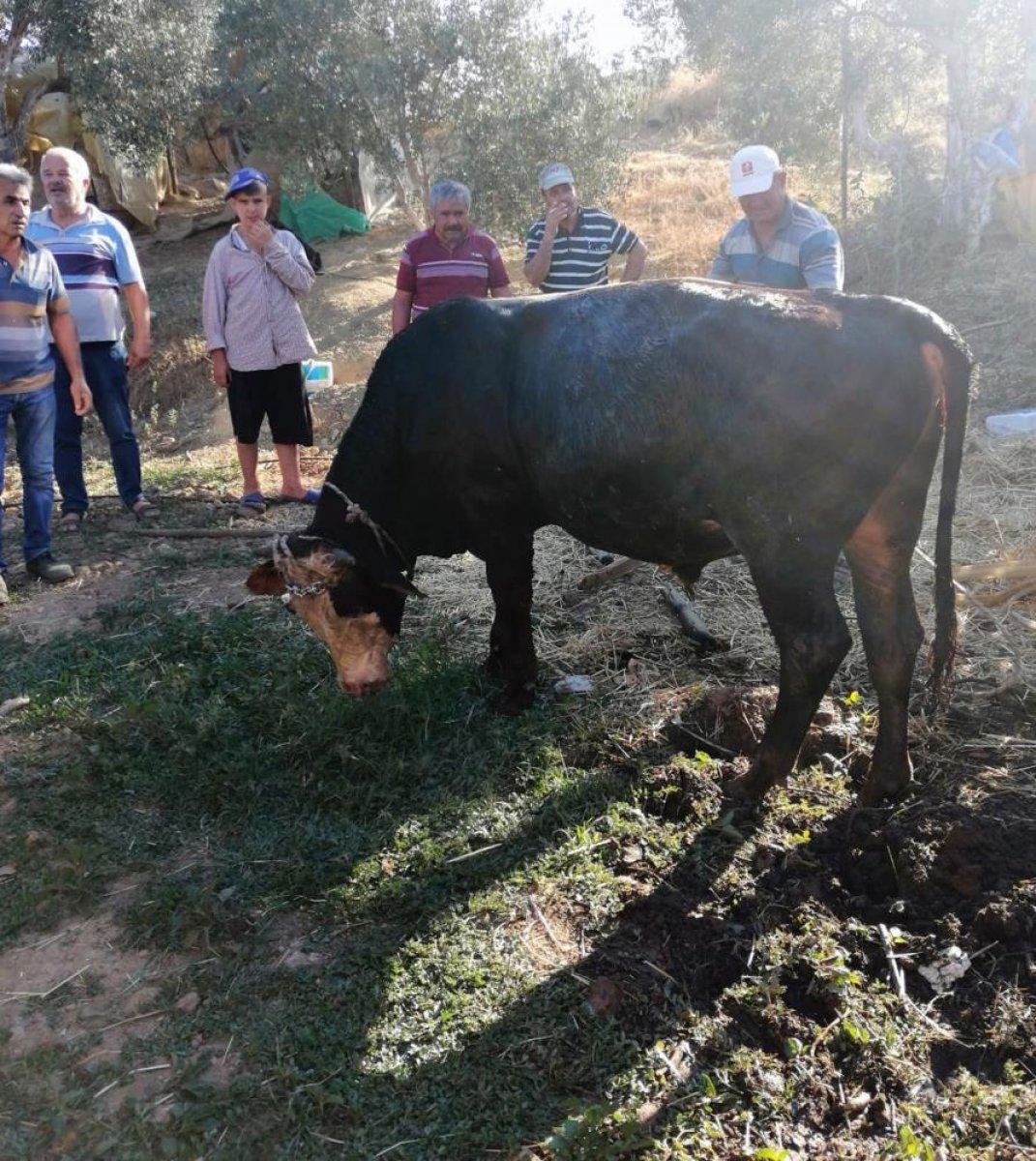Muğla'da kurbanlık dana kuyuya düştü