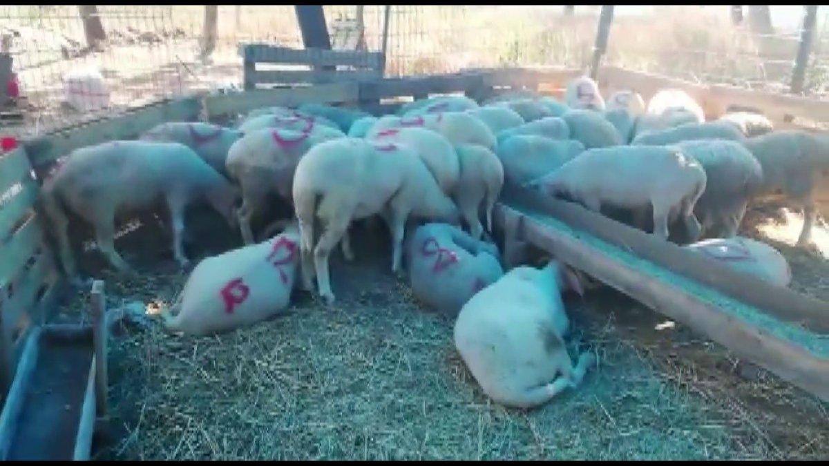 Adalar’da kurban kesim alanı sorunu vatandaşları mağdur etti