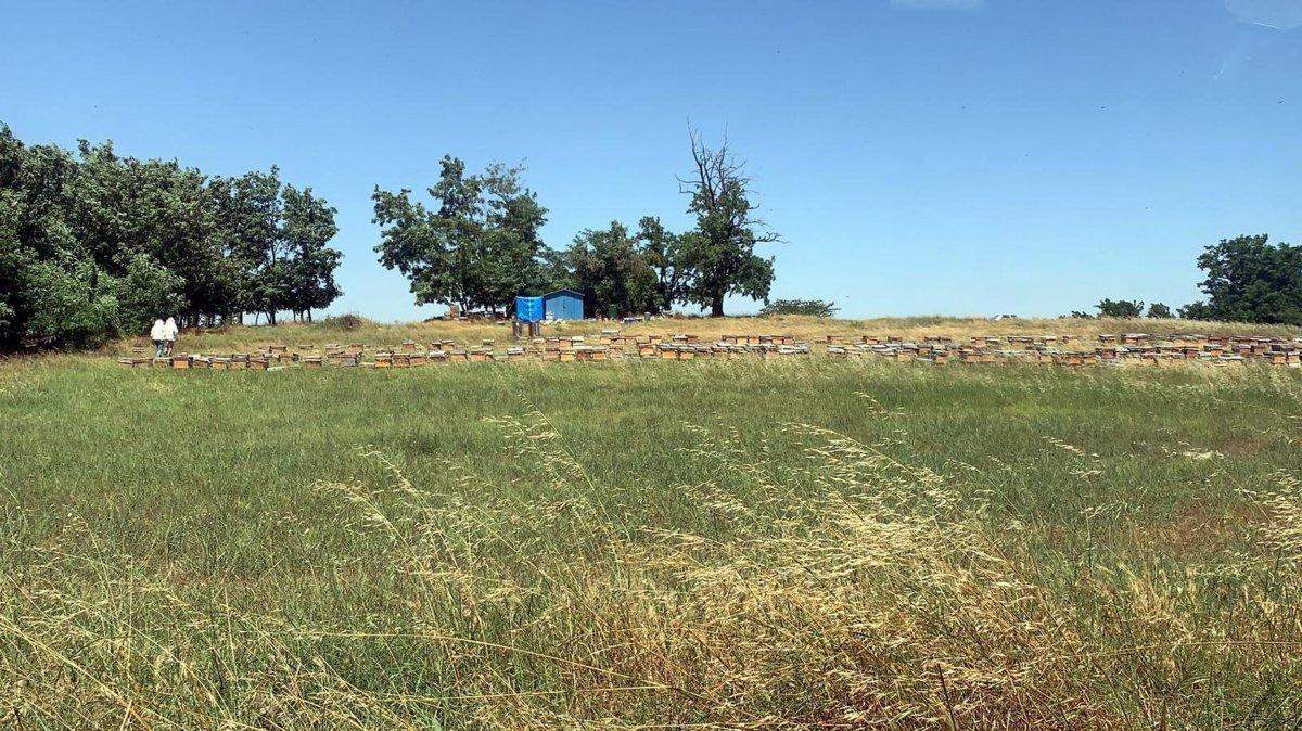 Tekirdağ'da arı saldırısı: 1 ölü, 4 yaralı