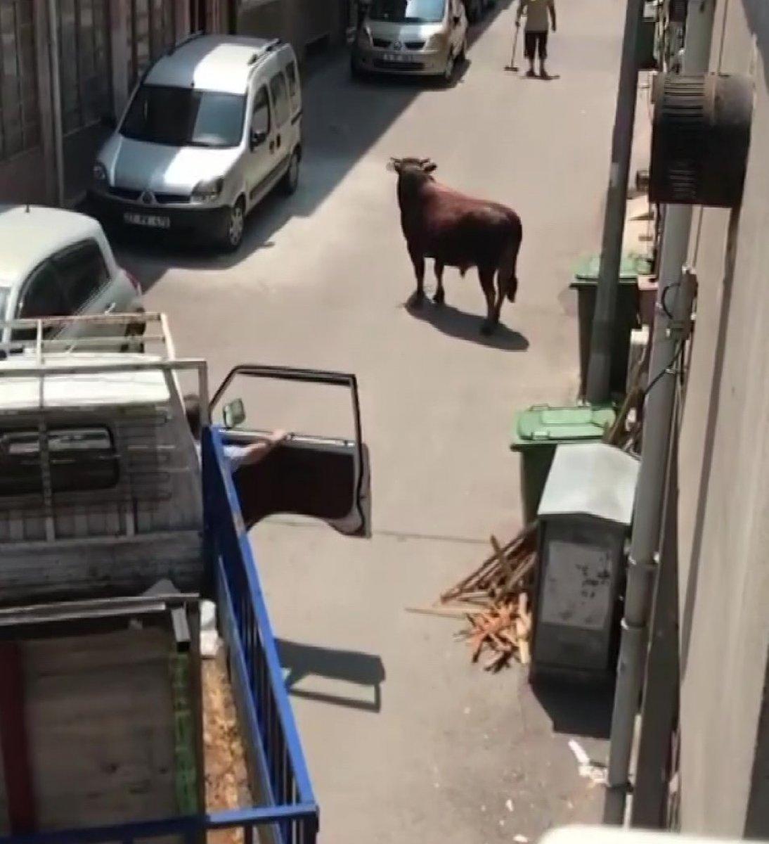 Bursa'da kaçan boğa, kendisini kovalayanı yere serdi