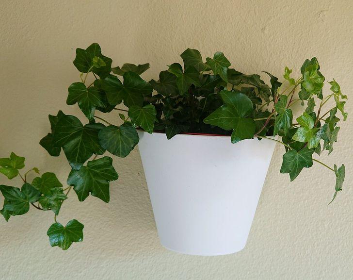 Uyku kalitenizi artırmaya yardımcı 10 ev bitkisi