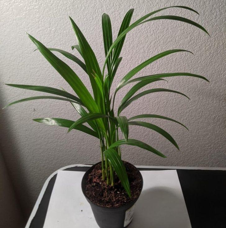 Uyku kalitenizi artırmaya yardımcı 10 ev bitkisi