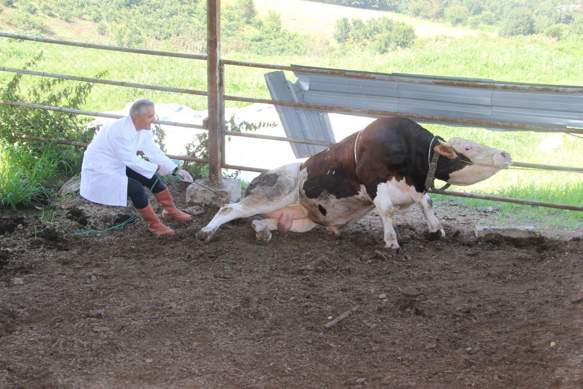 Düzce'de bir veteriner 1 tonluk huysuz boğayı tek başına yatırdı