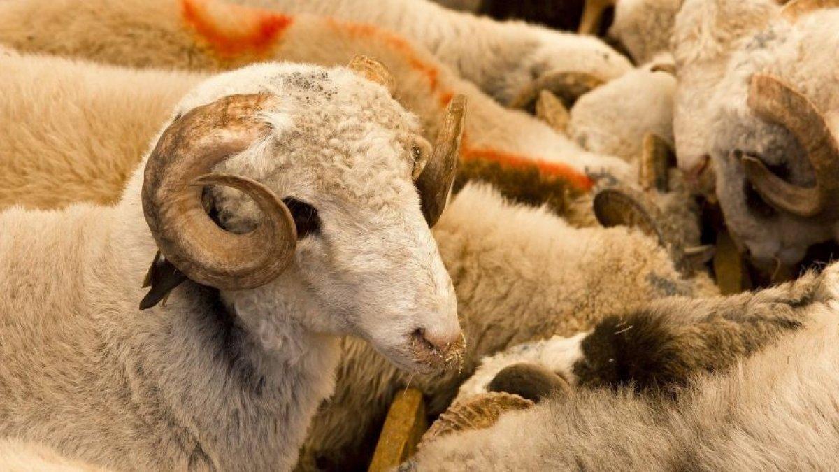 Kurban ne zaman kesilir? Kurban bayramın kaçıncı gününe kadar kesilebilir?